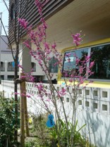 20110409hanazuou.jpg