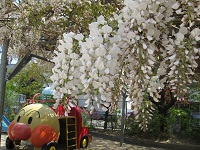 20110420fuji1.jpg