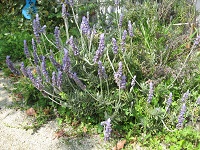 20110420raben.jpg