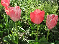 20110420tyu-rippu1.jpg