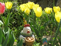 20110420tyu-ripu.jpg