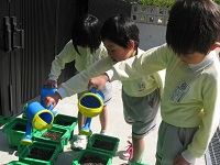 20110425asagao3.jpg