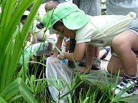 20110607kaeru.jpg