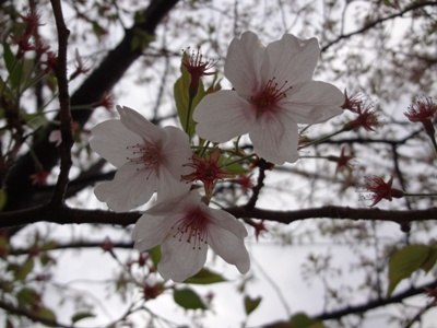 20140405sakura.jpg